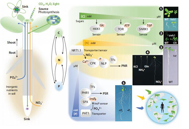 刘坤祥教授在annualreviewofcellanddevelopmentalbiology