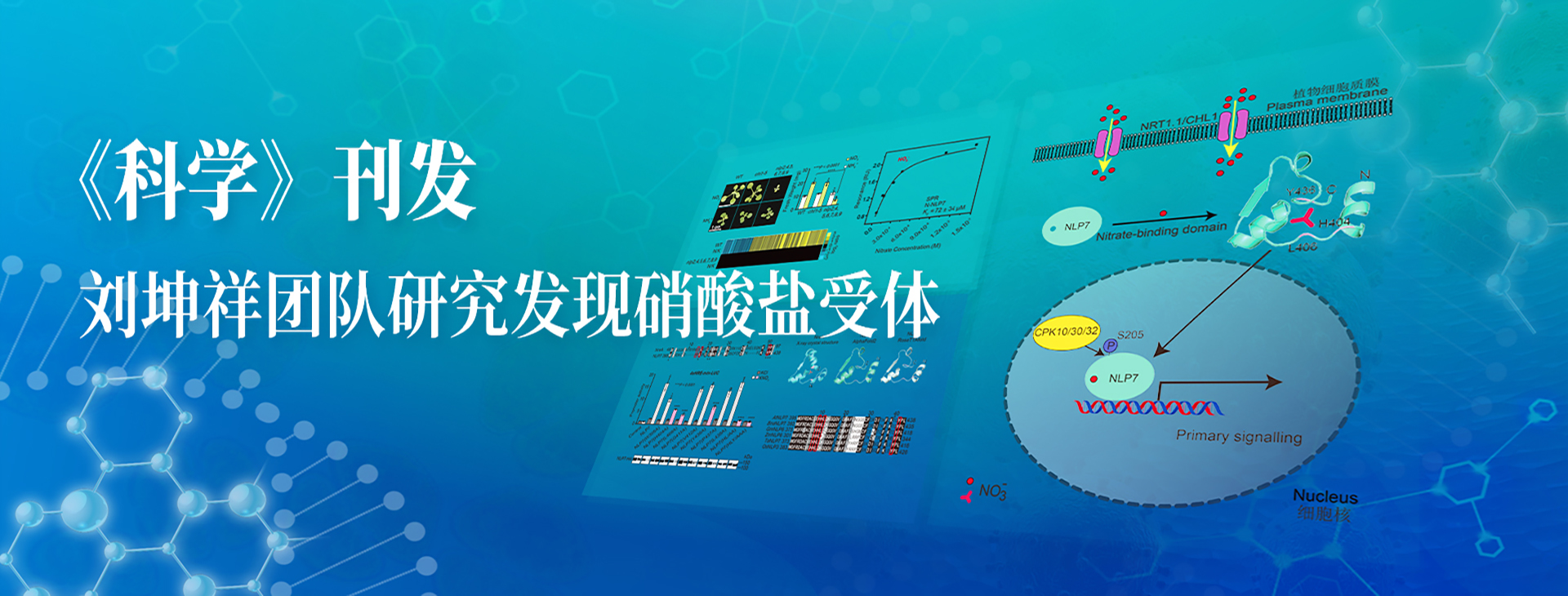 《科学》刊发：植物信号网络前沿交叉研究中心刘坤祥教授团队研究发现硝酸盐受体
