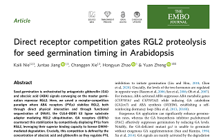 EMBO Journal｜郑远教授团队揭示种子萌发新机制：植物激素受体