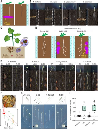 Science｜张余周团队揭示植物根系全新向性——“避腐性”